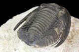 Cornuproetus Trilobite Fossil On Pedestal of Limestone #140804-5